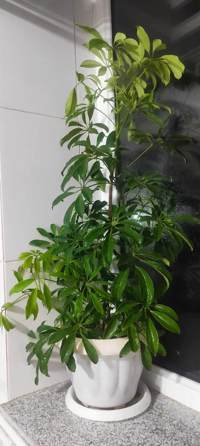 گل شفلرا بزرگ|گل و گیاه طبیعی|ارومیه, |دیوار