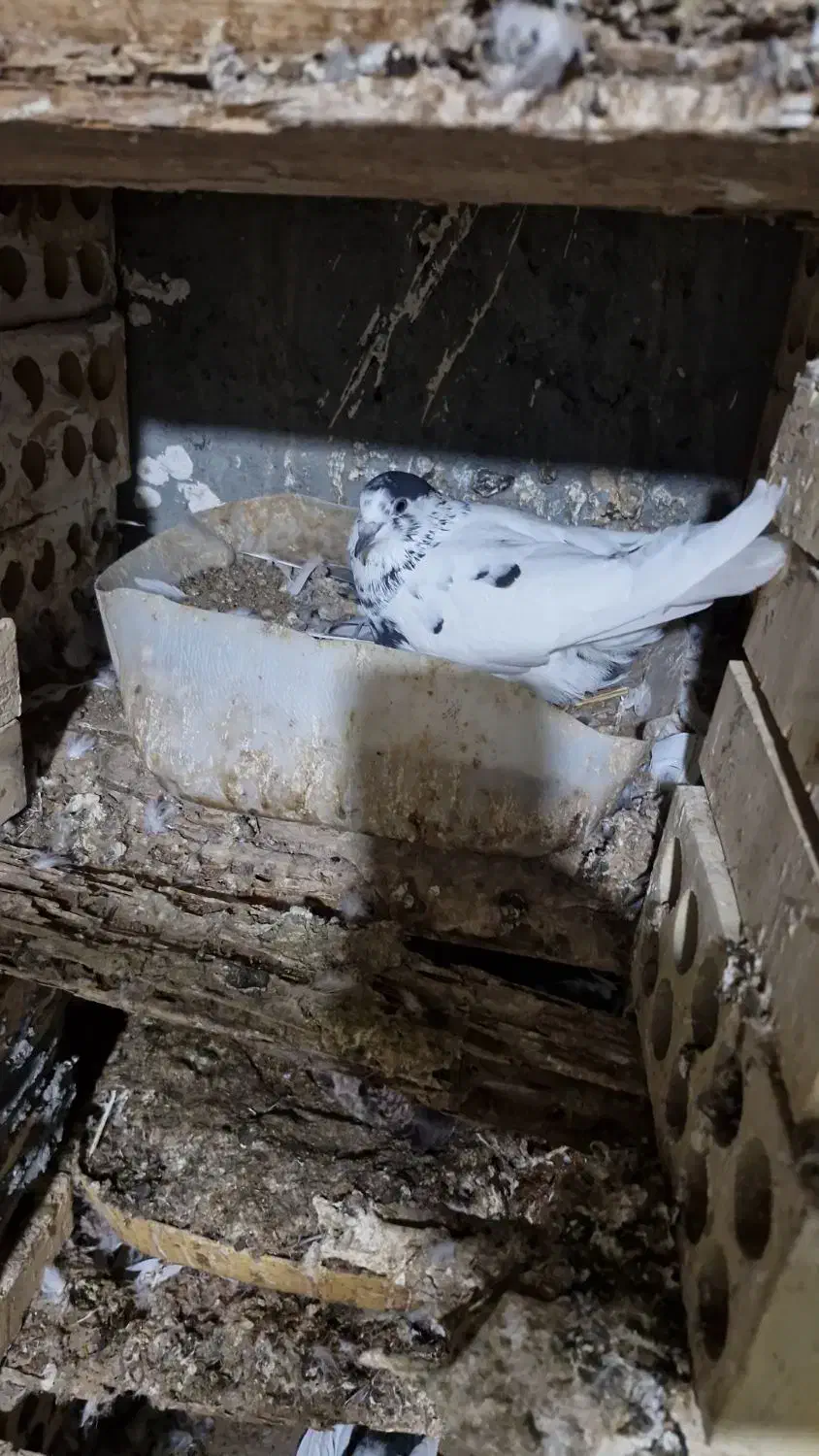 فروش فوری تعداد کفتر پرشی|پرنده|شمیل, |دیوار