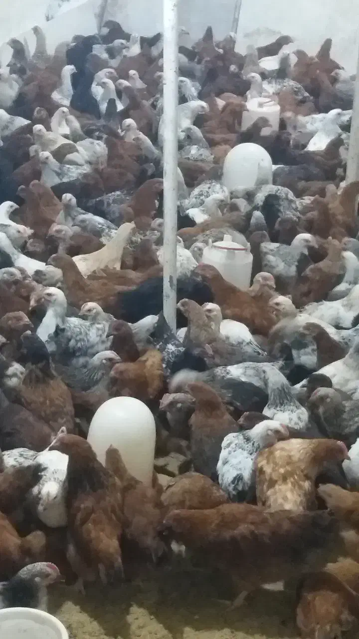 فروش جوجه خروس 50 روزه|حیوانات مزرعه|لاهیجان, آهندان|دیوار