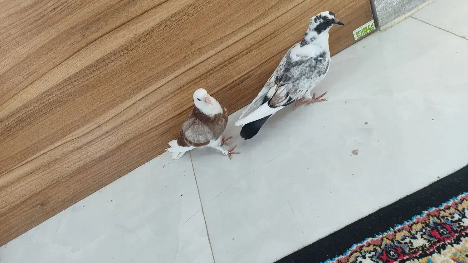 کفتر جوجه|پرنده|شاهرود, |دیوار