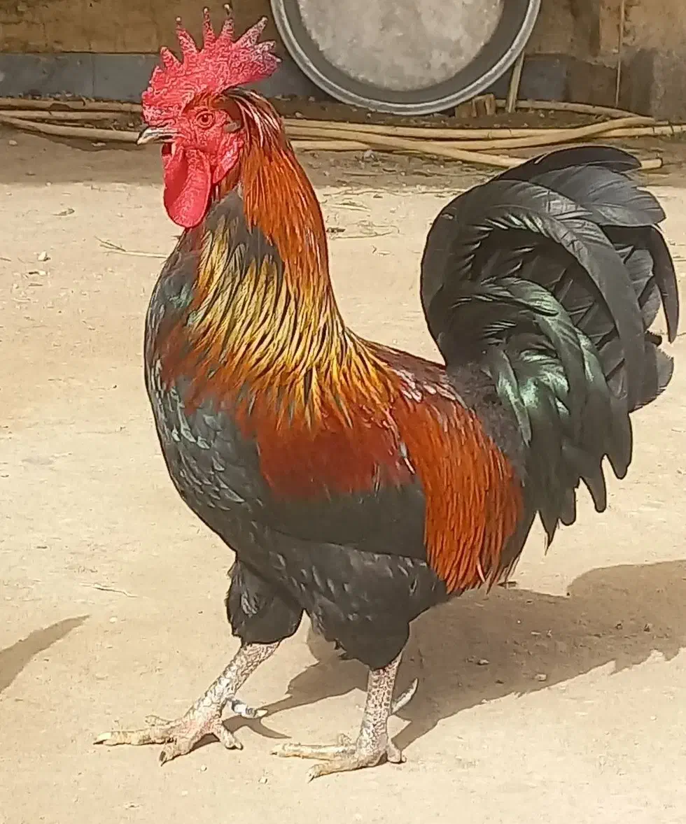 مرغ و خروس|حیوانات مزرعه|سوسنگرد, |دیوار