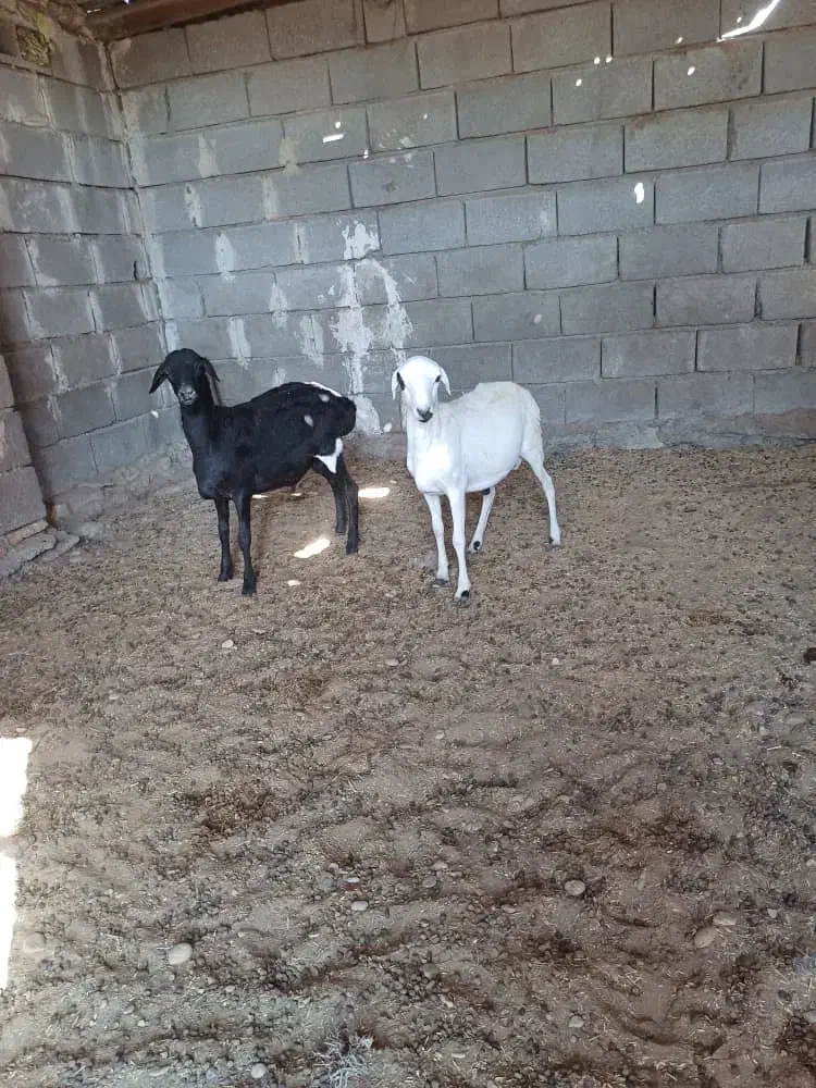 ۵عدد بره نر|حیوانات مزرعه|بندرعباس, |دیوار
