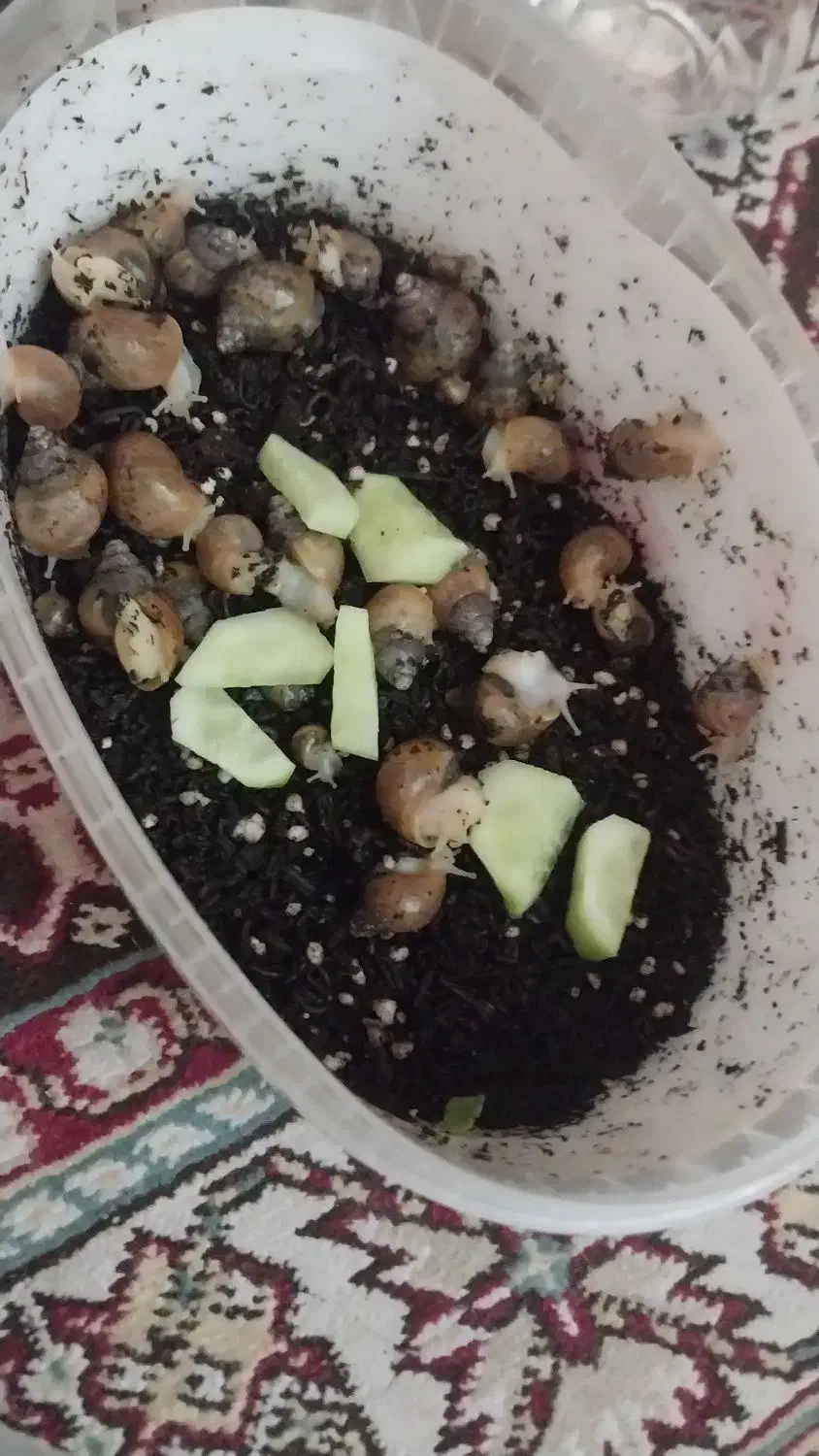 فروش حلزون کودک|خزنده|محمدیه-قزوین, |دیوار