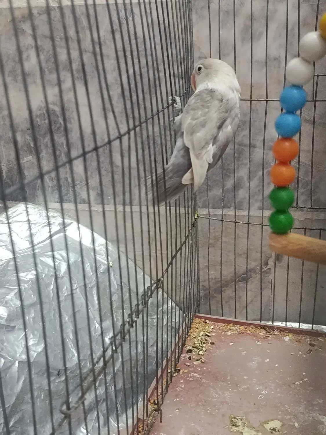 کوتوله|پرنده|یزد, |دیوار