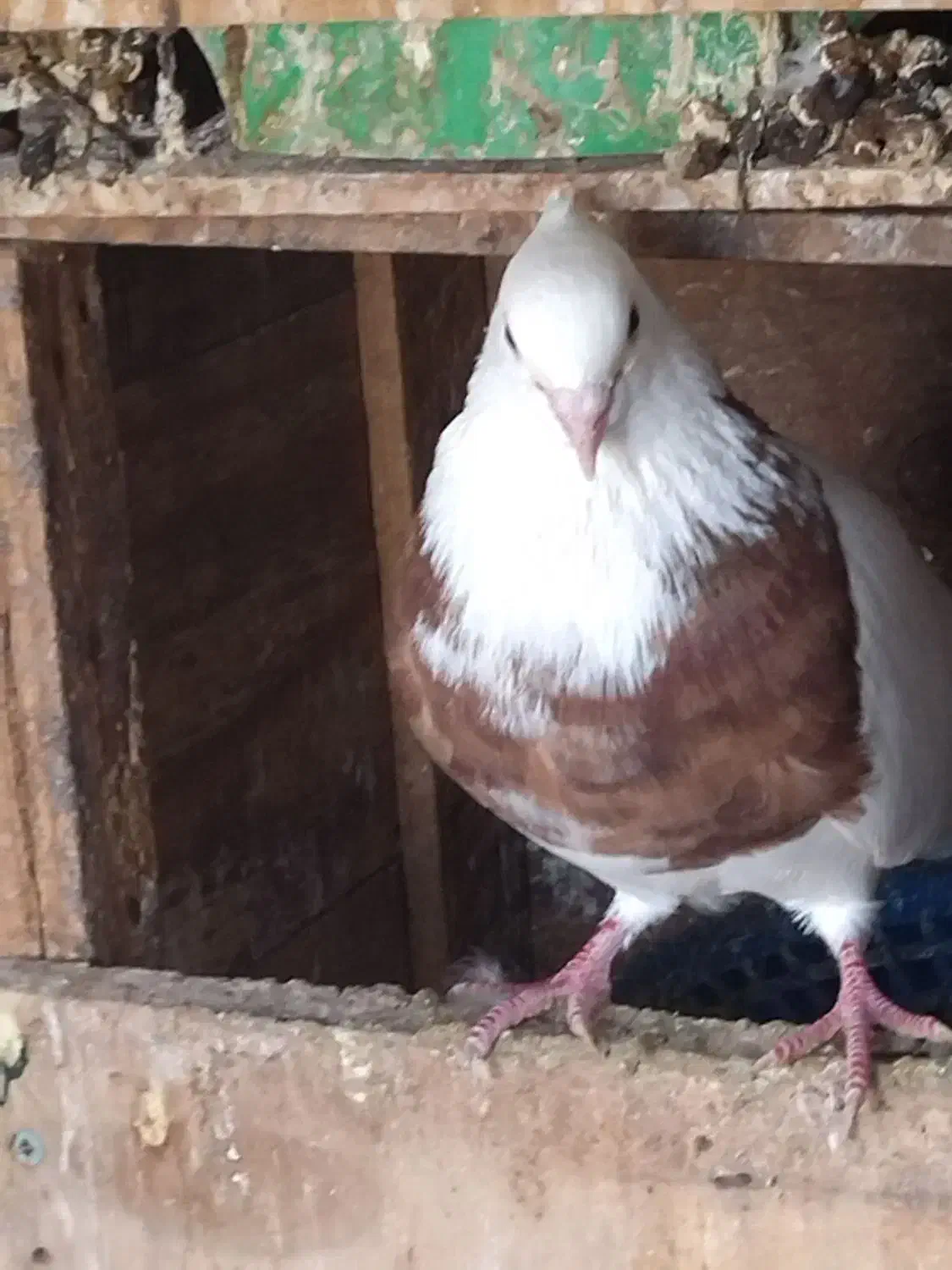 کفتر طوقی|پرنده|خرمشهر, |دیوار