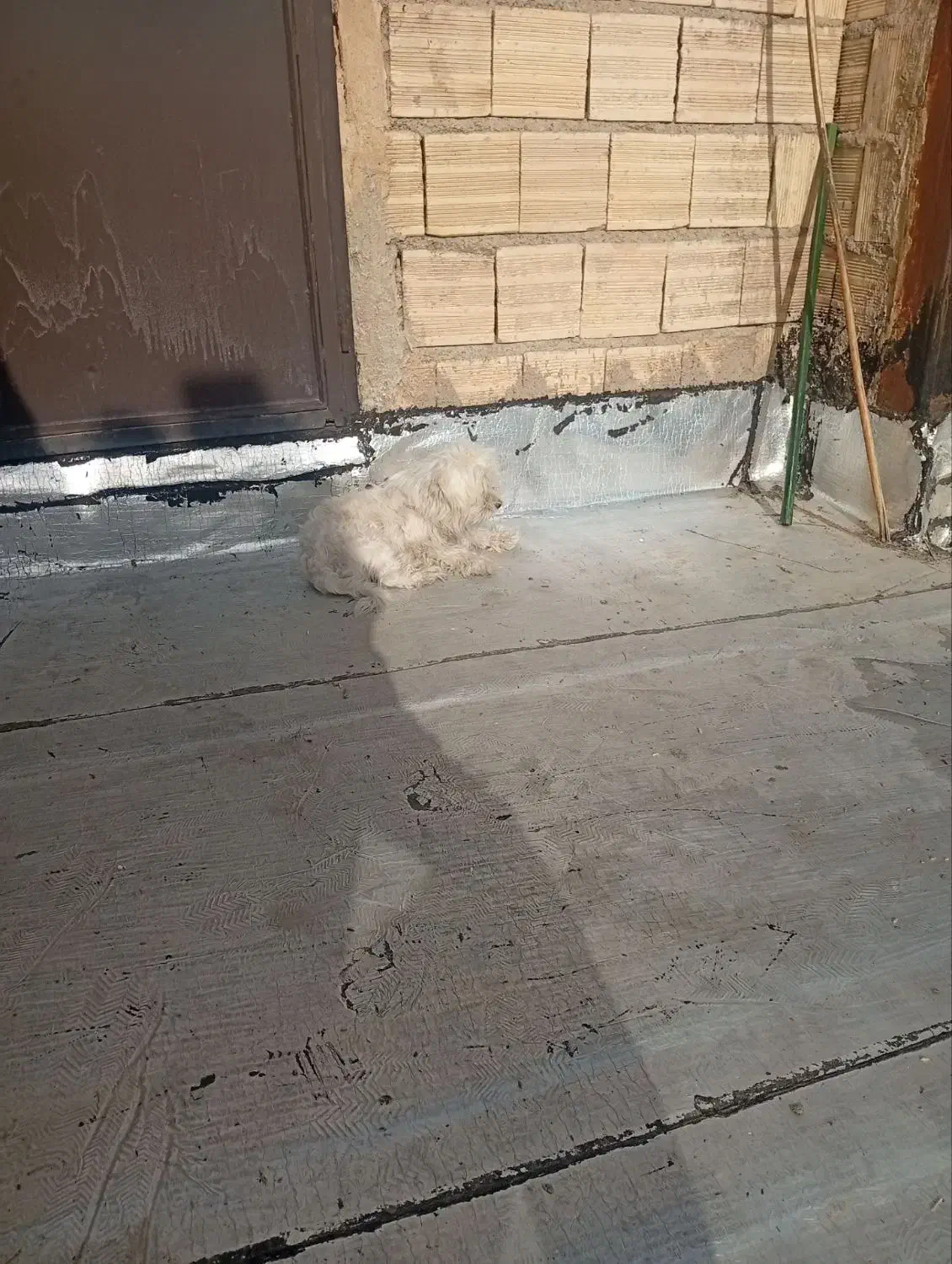 سگ شیتزو|سگ|تبریز, |دیوار