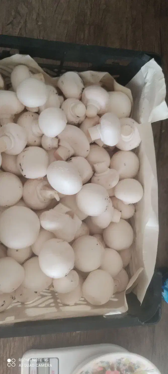 قارچ سبدی/کارتنی/بسته بندی|خوردنی و آشامیدنی|ارژن, |دیوار