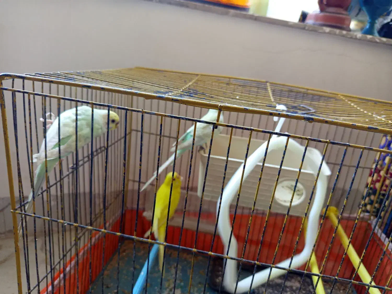 پرنده|حراج|مهران (ایلام), |دیوار