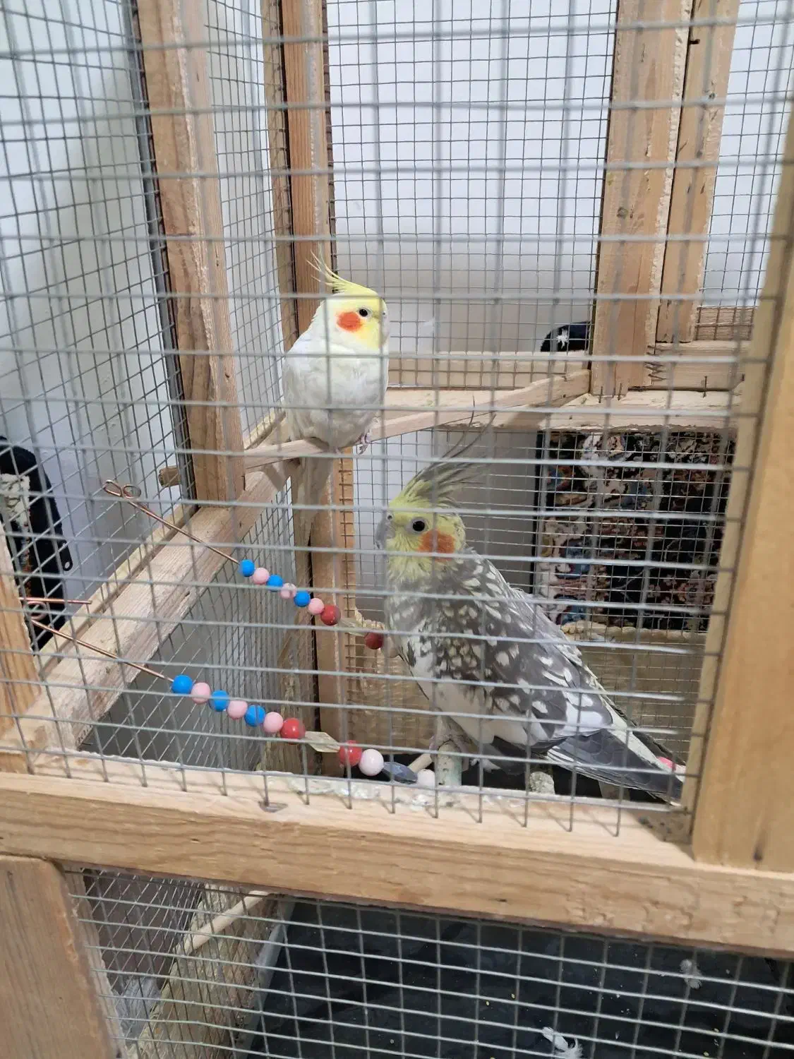 دو تا عروس هلندی نر وماده|پرنده|کرمانشاه, |دیوار