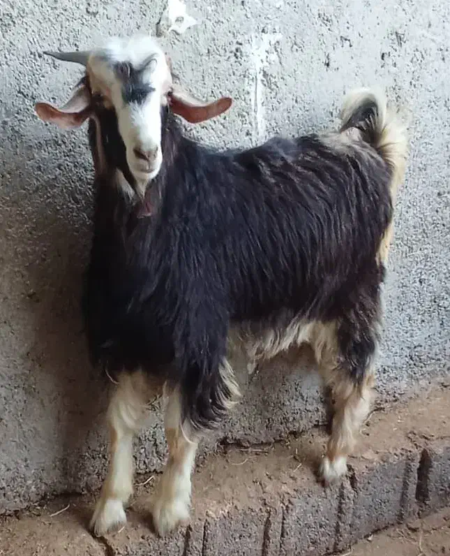 کهره گوشتی|حیوانات مزرعه|برازجان, |دیوار