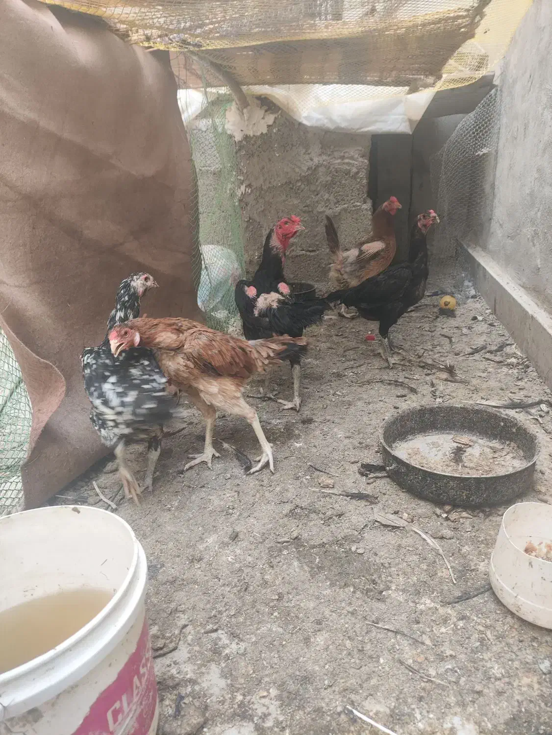 خروس و ماکیان لاری|حیوانات مزرعه|سراوان, |دیوار