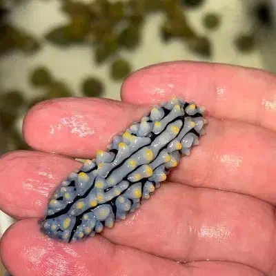 ماهی آبشور|ماهی|لیردف, |دیوار