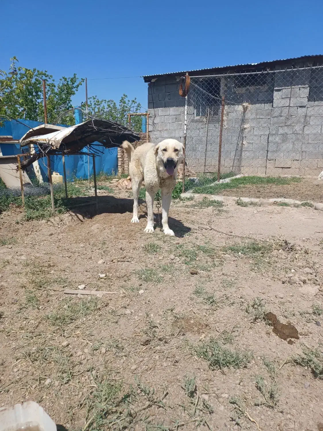 سگ عراقی معاوضه|سگ|یامچی, |دیوار