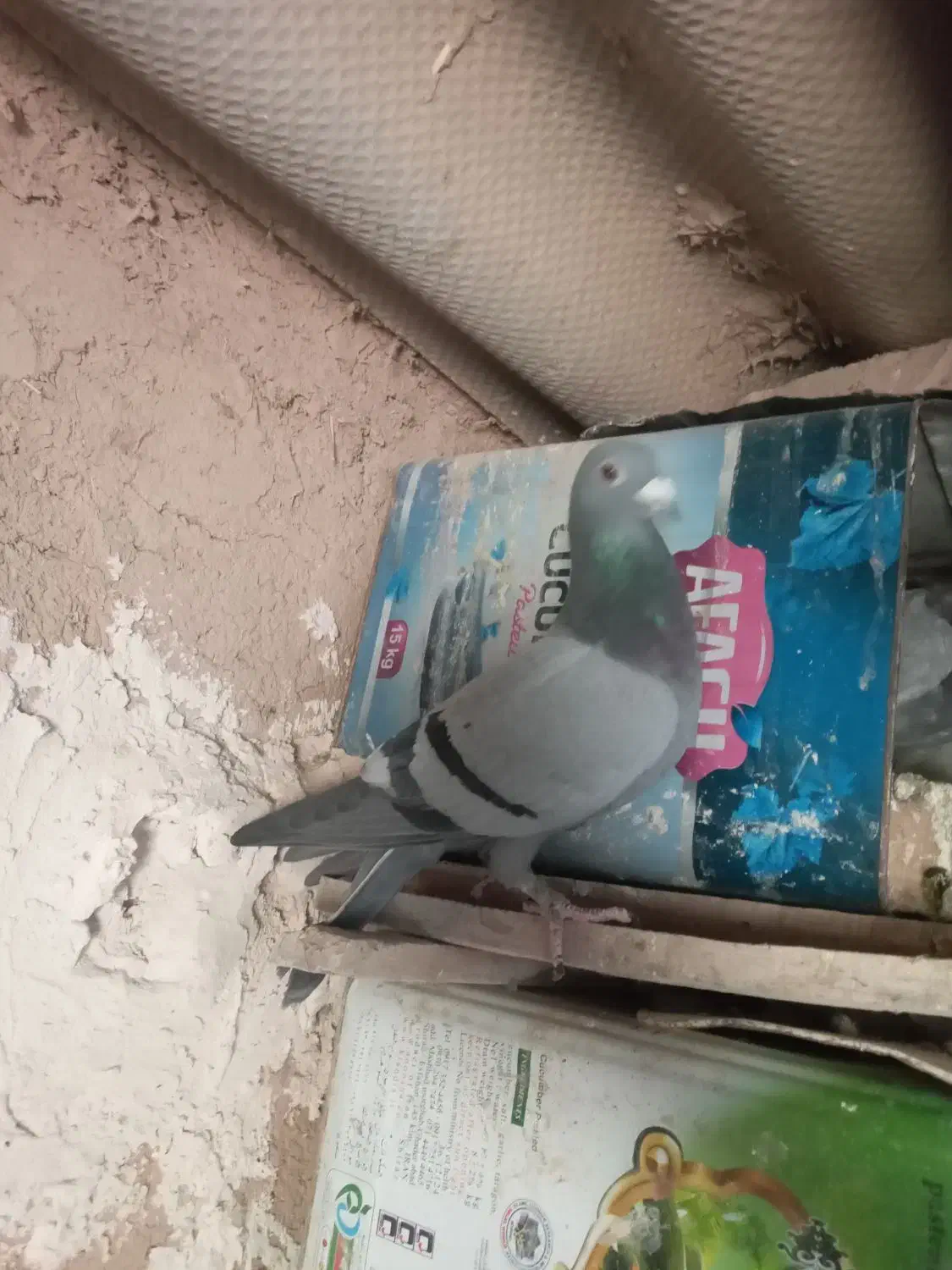 کبوتر|پرنده|قائن, |دیوار