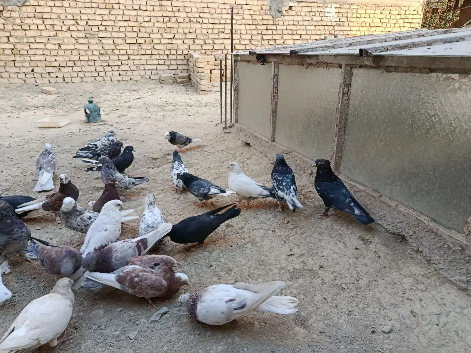 کبوتر پرشی|پرنده|اصفهان, سپاهان‌شهر|دیوار