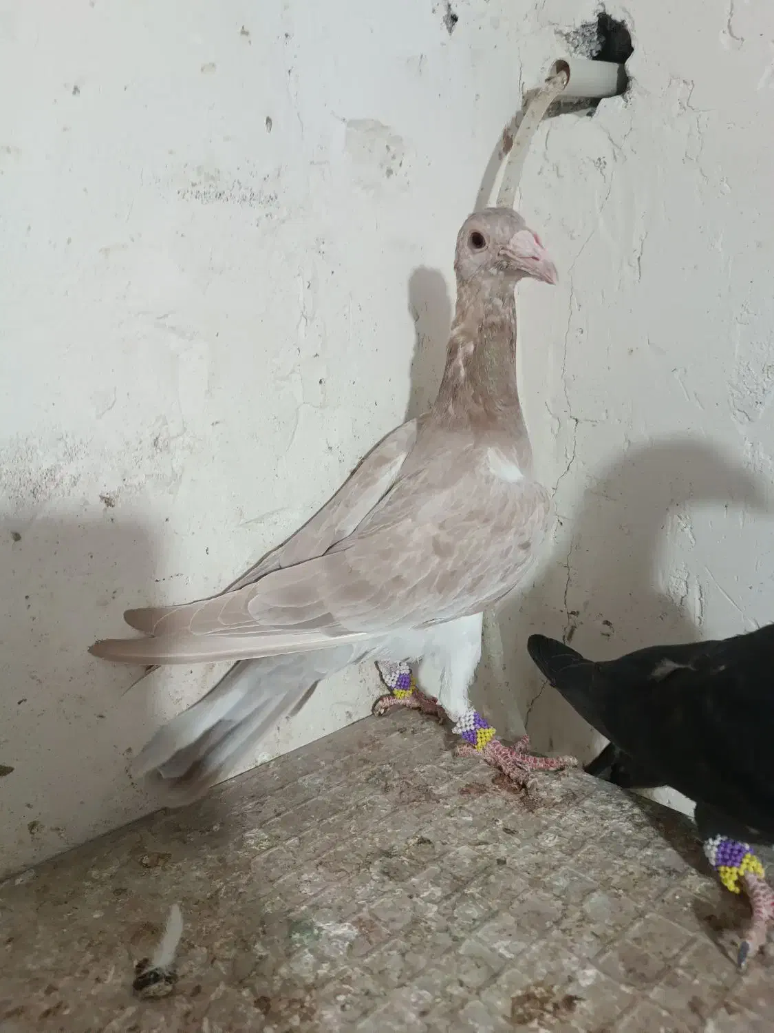 کبوتر|پرنده|قزوین, |دیوار