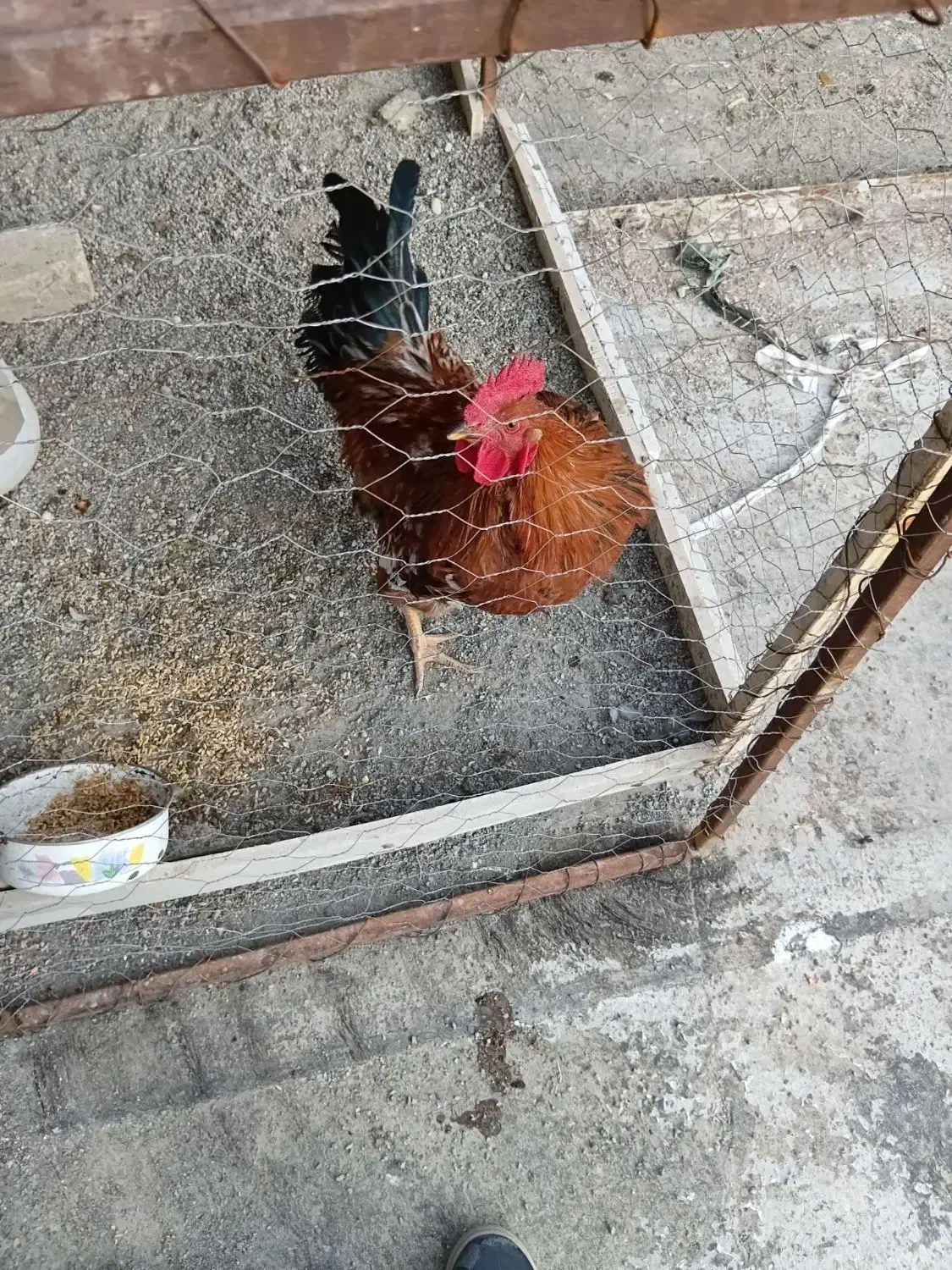 خروس جوان|حیوانات مزرعه|محمدشهر, جعفرآباد|دیوار