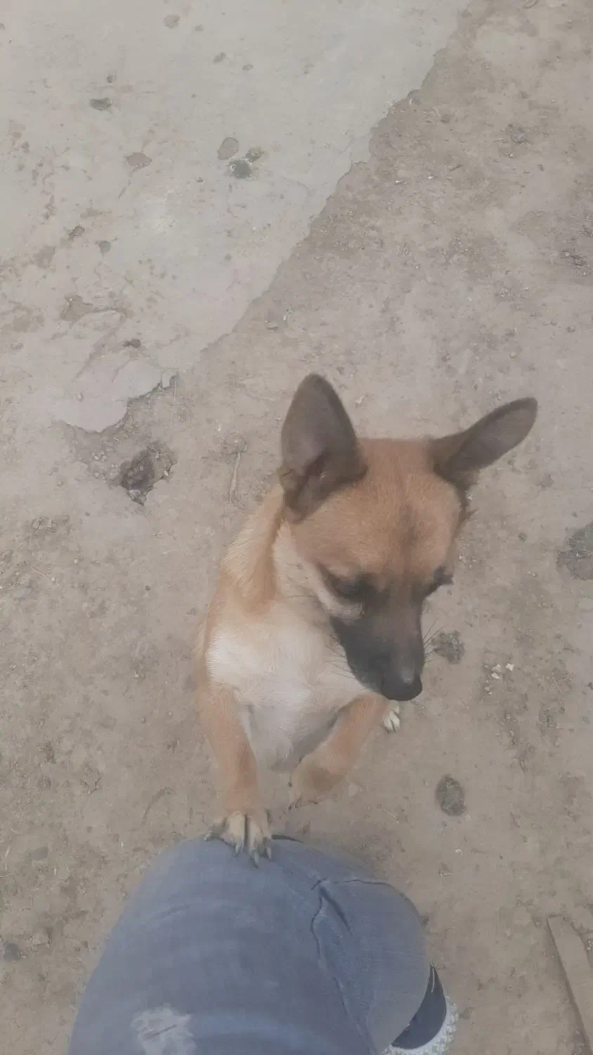 سگ پامر|سگ|پاکدشت, پاکدشت (مامازند)|دیوار