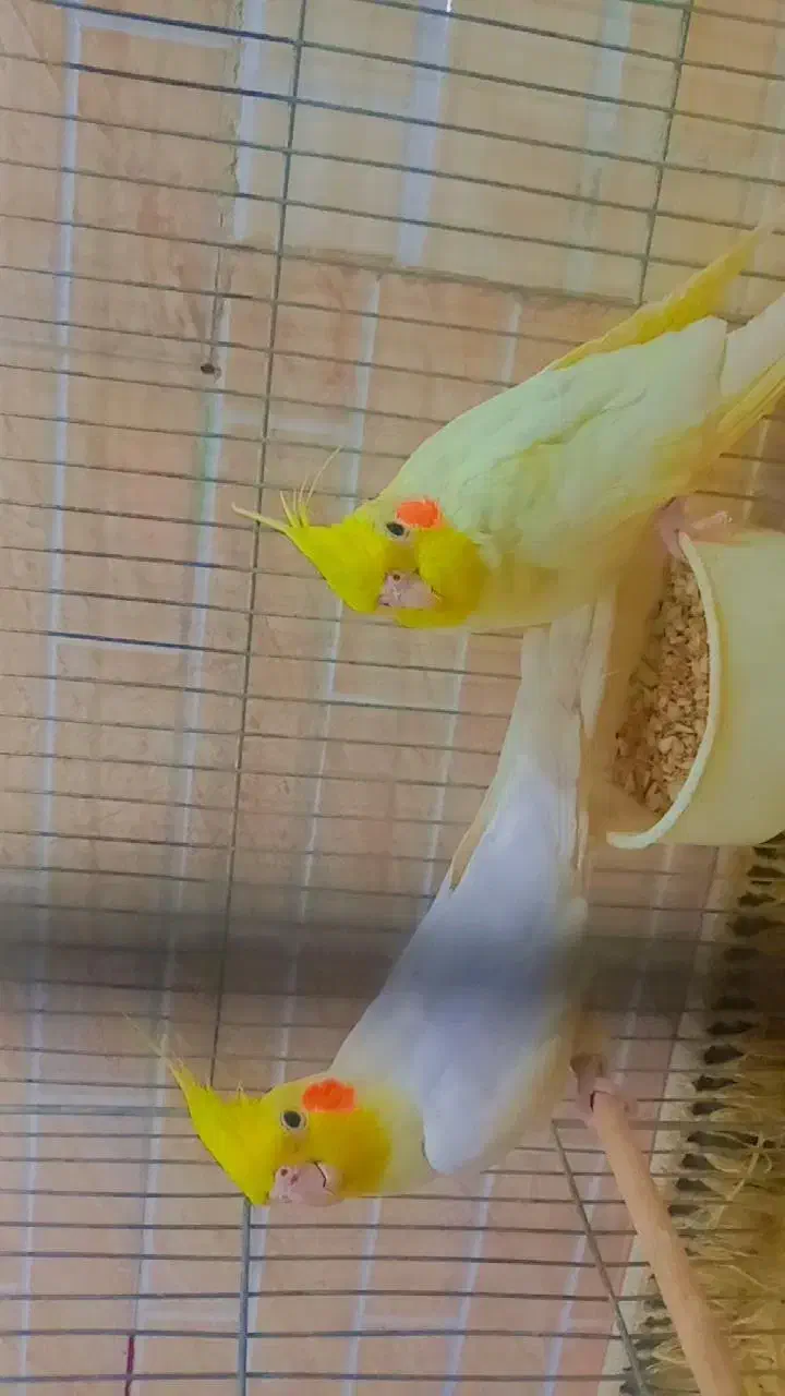 عروس هلندی|پرنده|قم, علی آباد سعدگان|دیوار