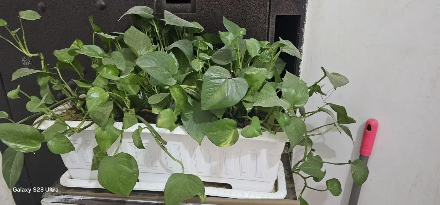 گل پتوس|گل و گیاه طبیعی|قیامدشت - خاورشهر, |دیوار