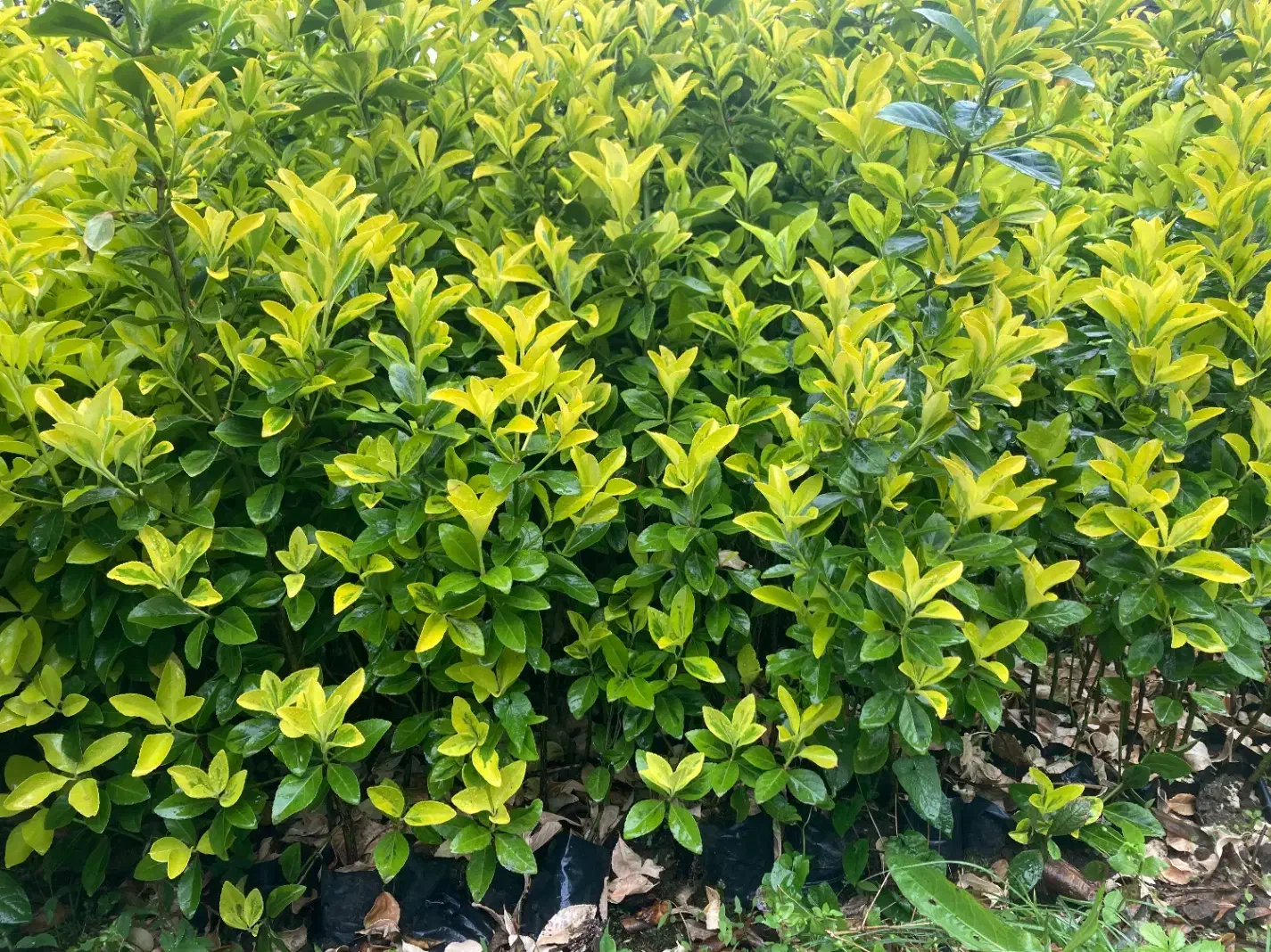 شمشاد نایلکسی و زمینی با ارتفاع ۱متر بصورت عمده|گل و گیاه طبیعی|رشت, دیلمان|دیوار