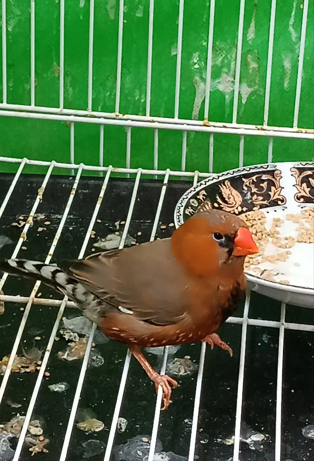 فنچ بلک بادی با تخم و لپ سیاه کینگ|پرنده|مشهد, گلشور|دیوار