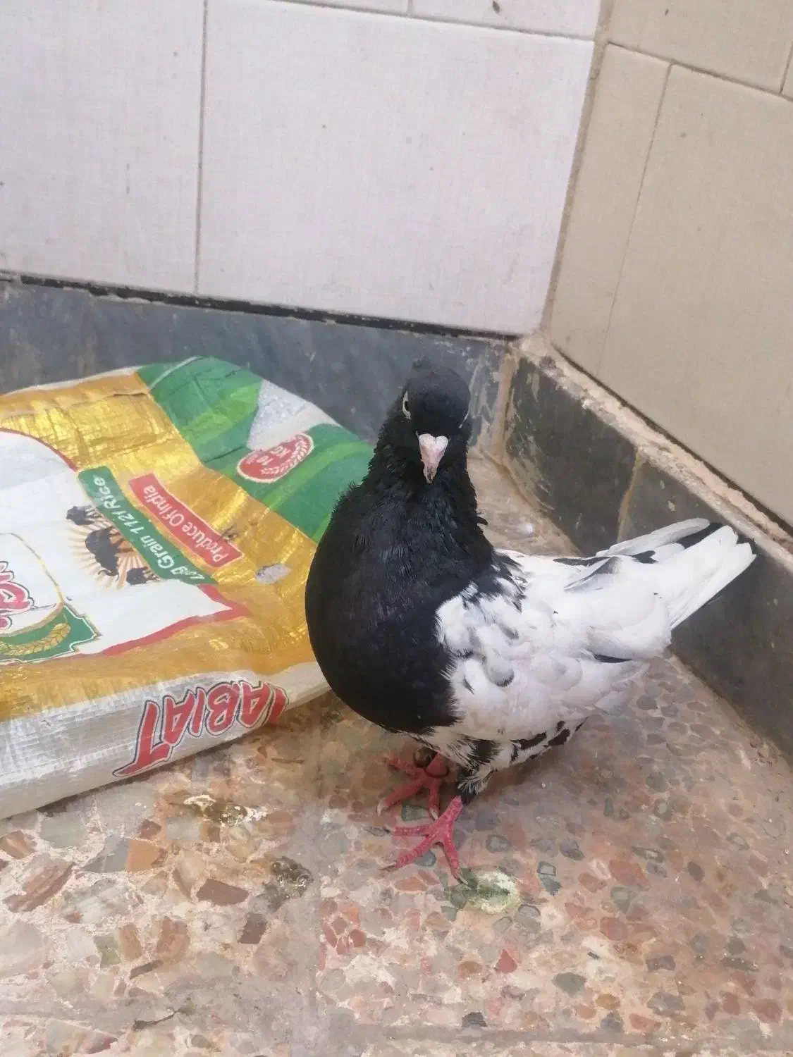 کبوتر رنگی|پرنده|کارون, |دیوار