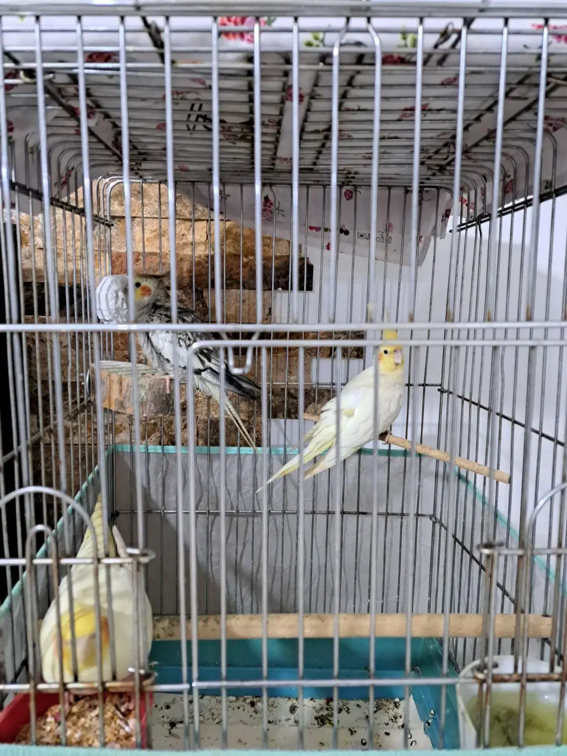 طوطی عروس|پرنده|چالوس, |دیوار