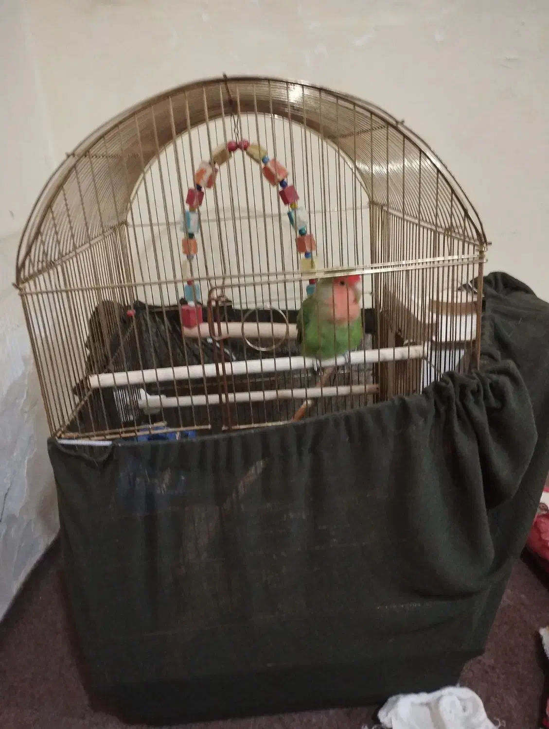 طوطی برزیلی مولد|پرنده|ارومیه, |دیوار