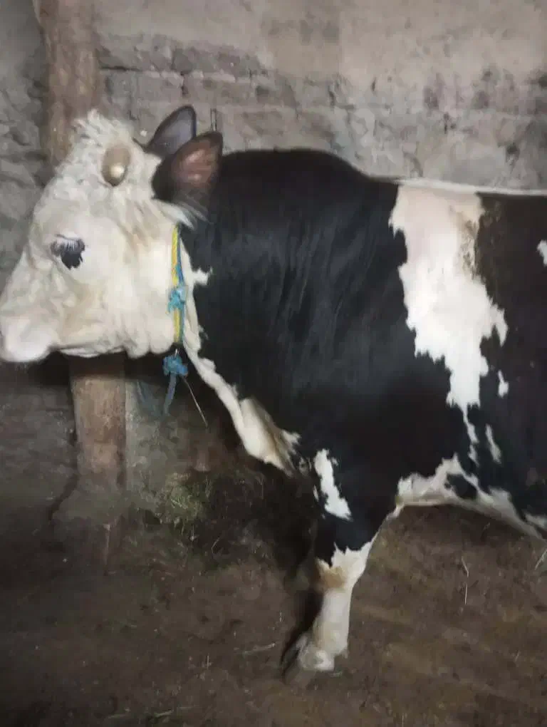 حیوانات|حیوانات مزرعه|خواجه, |دیوار