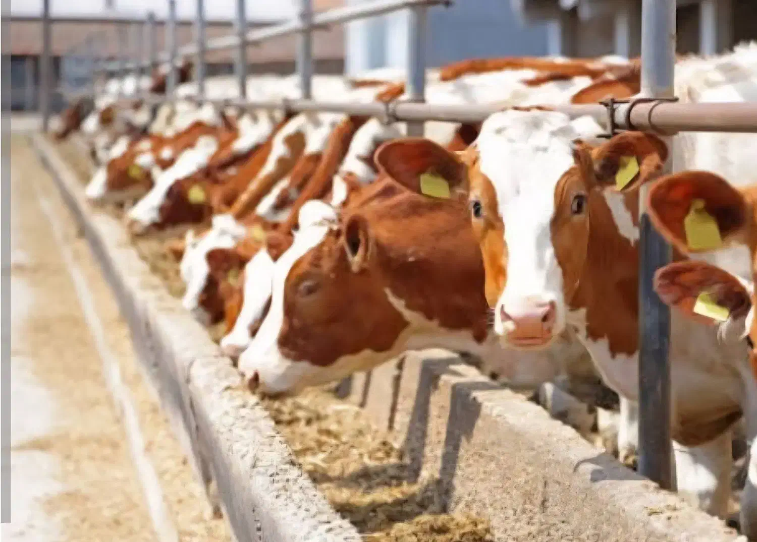 مشارکت در دامداری|اجارهٔ دفتر صنعتی، کشاورزی، تجاری|فرمهین, |دیوار