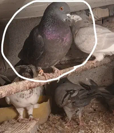 کفتر|پرنده|مشگین شهر, |دیوار