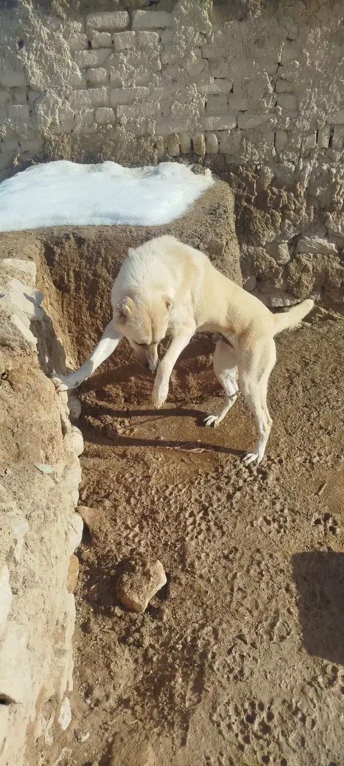 سگ آدمی|سگ|شیروان (خراسان), |دیوار