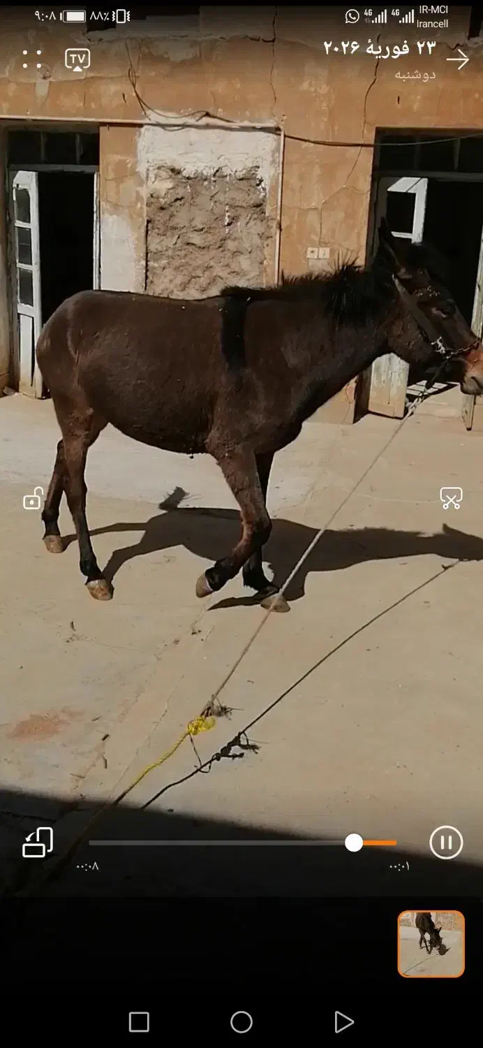 فروشی|حیوانات مزرعه|مسجد سلیمان, |دیوار