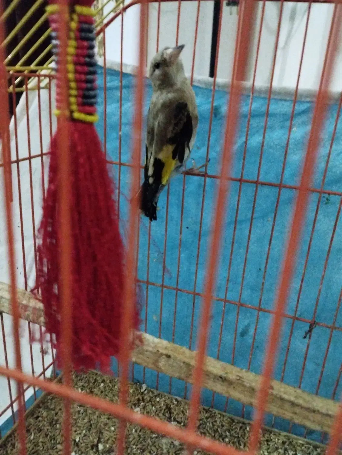 سهره جوجه جوانه|پرنده|تربت جام, فاز ۱ فرهنگیان|دیوار