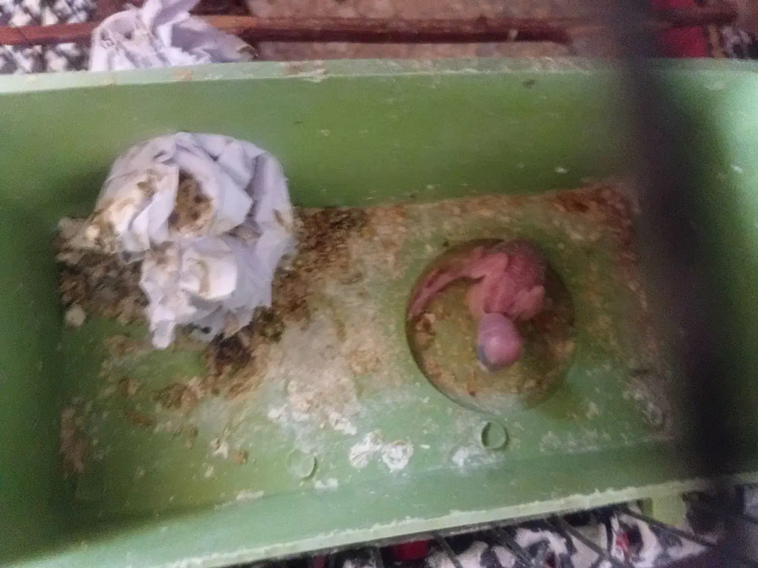 مرغ عشق|پرنده|بزینه رود, |دیوار