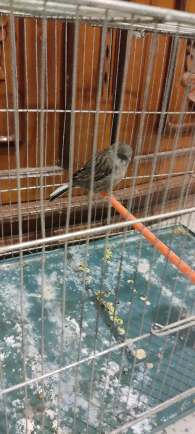 قناری کلاستر|پرنده|شهرکرد, |دیوار