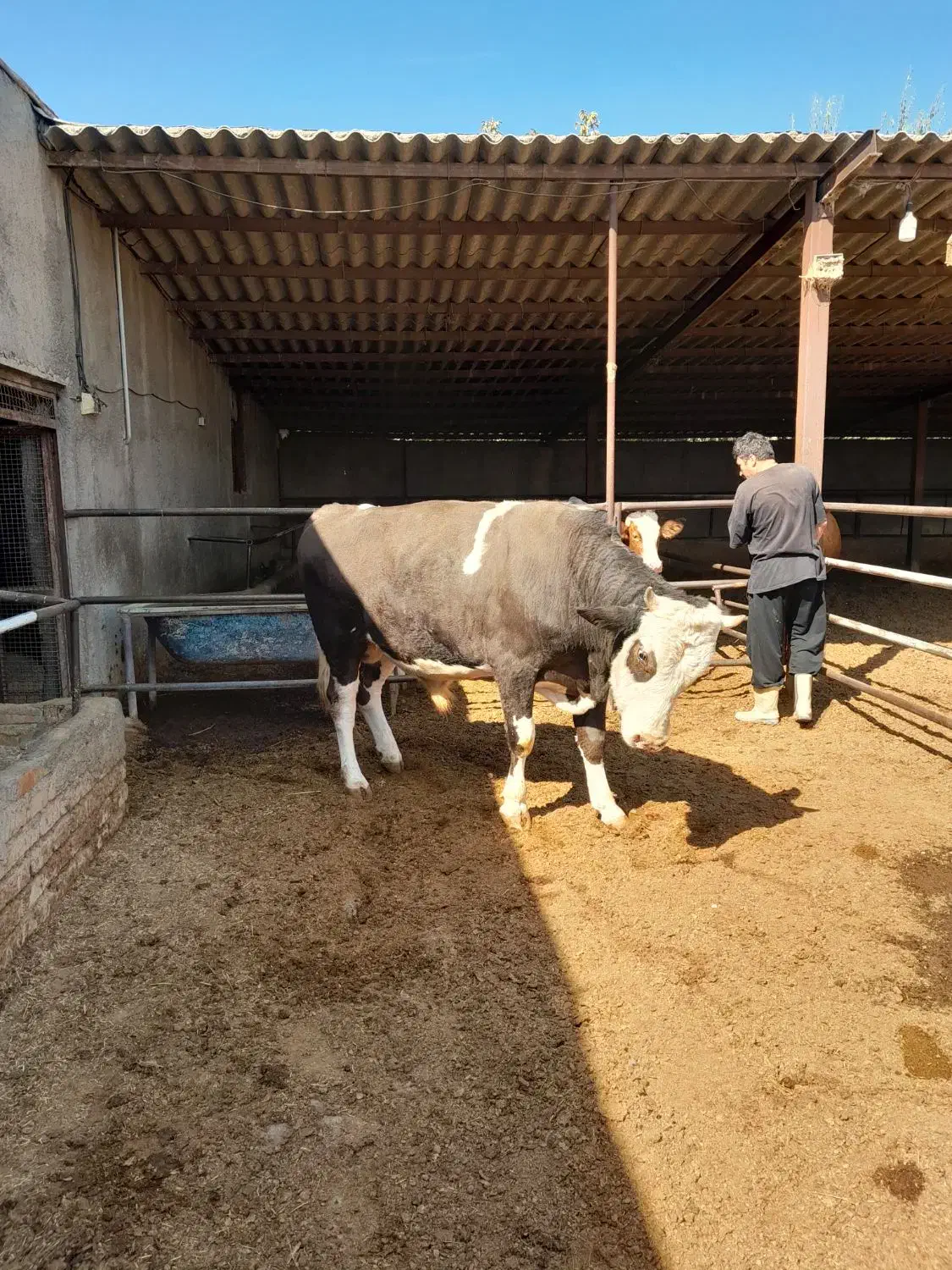 ۲ عدد گوساله نر|حیوانات مزرعه|شاهدشهر, |دیوار