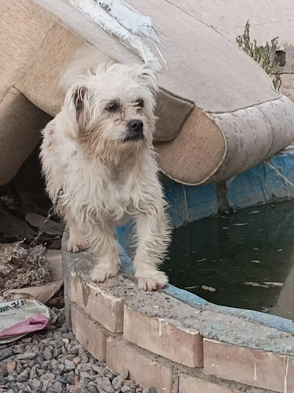 سگ پاکوتاه|سگ|مشهد, مقصود آباد|دیوار