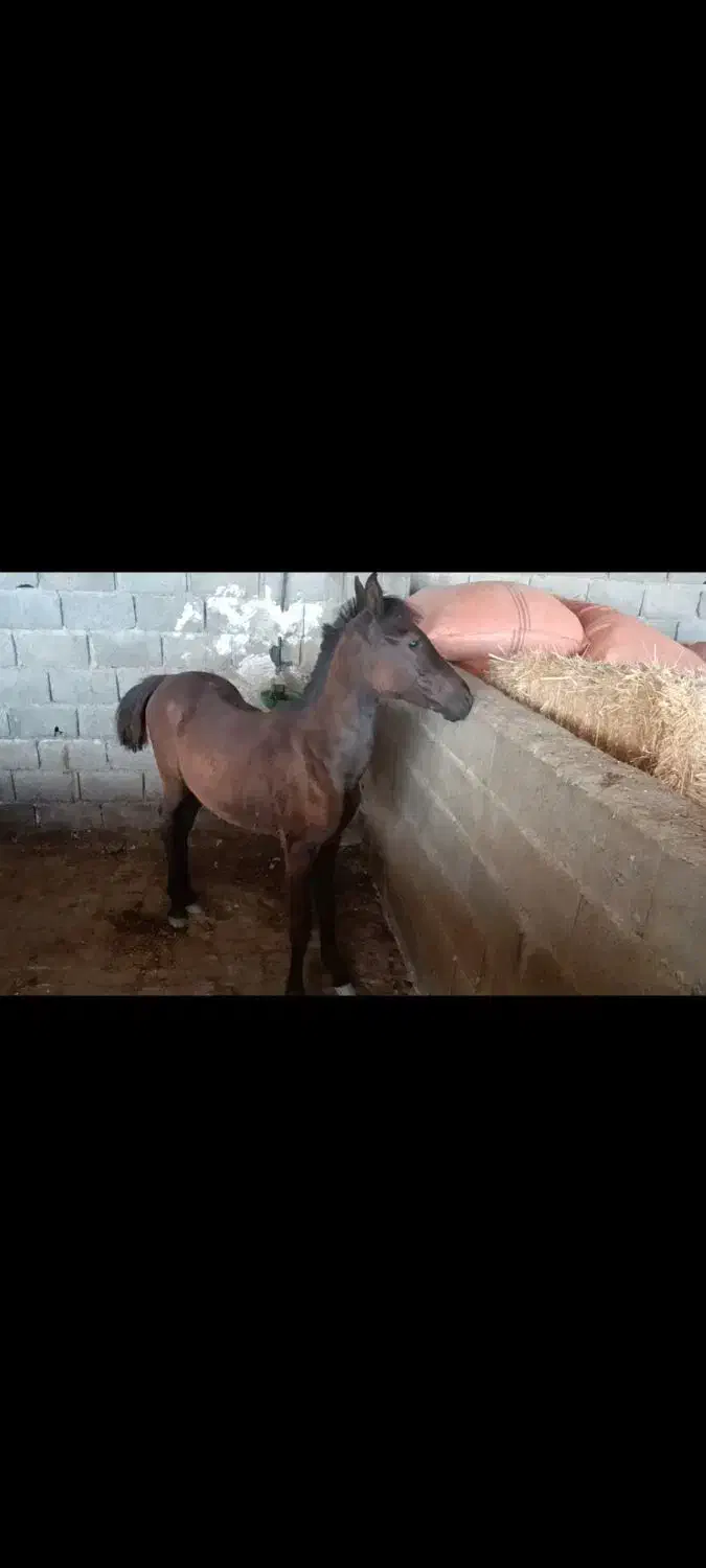 اسب|اسب و تجهیزات اسب‌سواری|لامرد, |دیوار