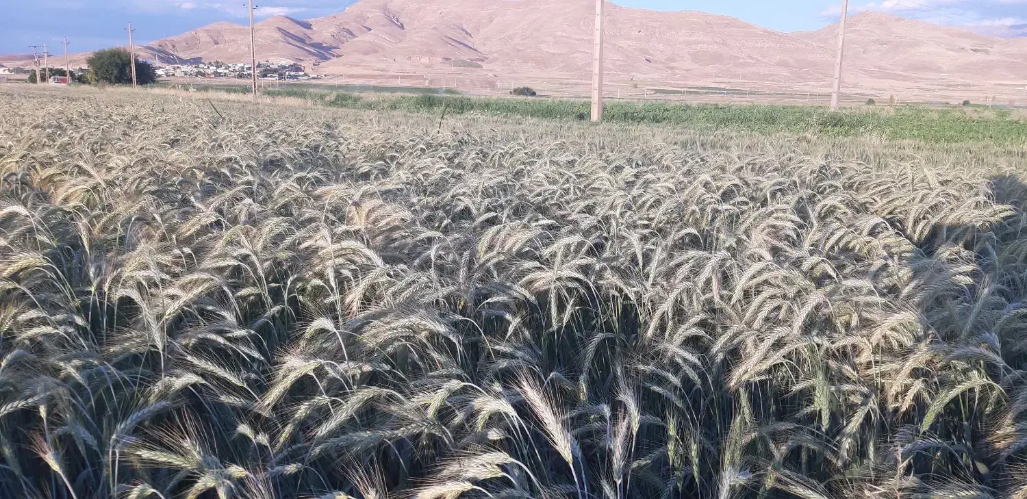 گندم فرانسوی و ایتالیایی|عمده‌فروشی|سرپل ذهاب, |دیوار