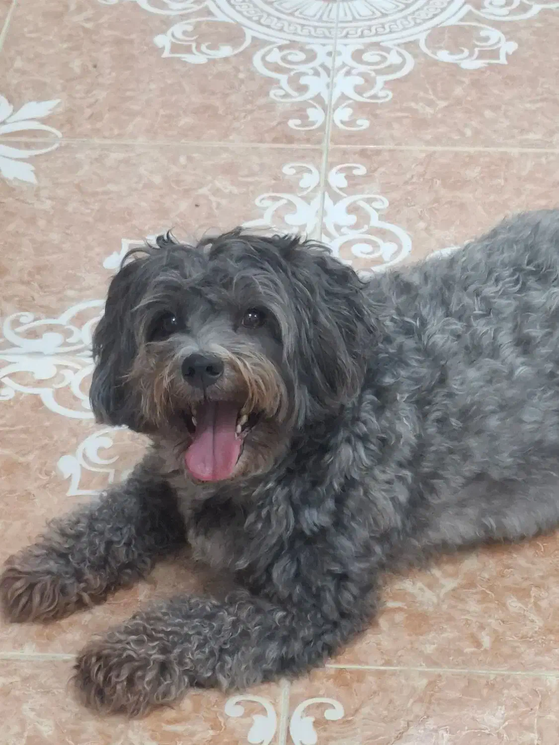 نیازمند سریدار یا همکار خدماتی خانم|استخدام سرایداری و نظافت|رشت, آزادگان|دیوار