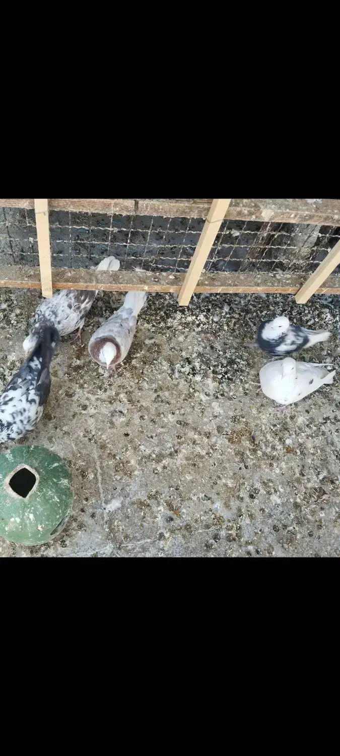 چند تا کفتر خوب|پرنده|تهران, شهرک رضویه|دیوار