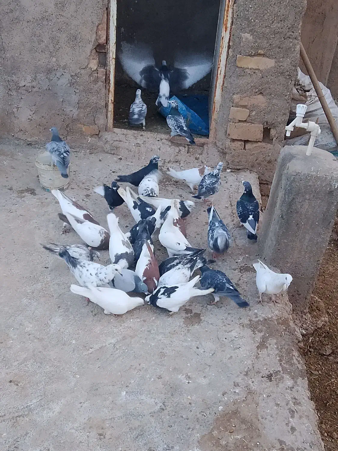 بجز رنگی ها|حیوانات|شال, |دیوار