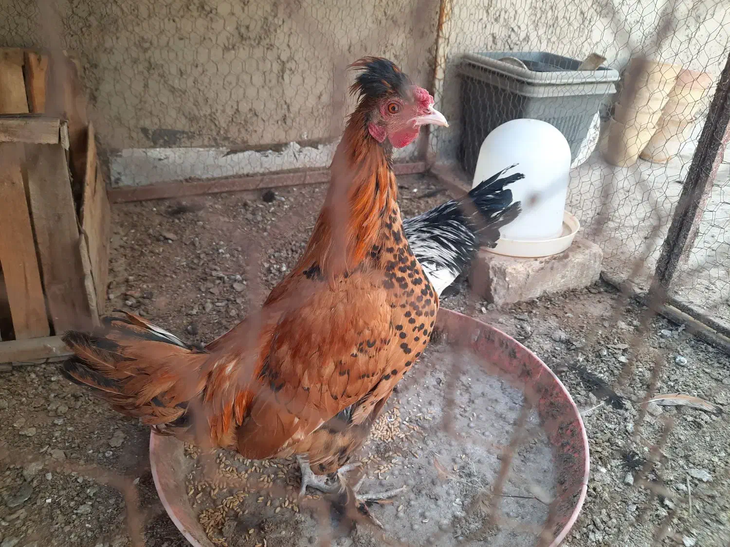 مرغ و خروس گلین ۴ ماهه|حیوانات مزرعه|خمینی‌شهر, |دیوار