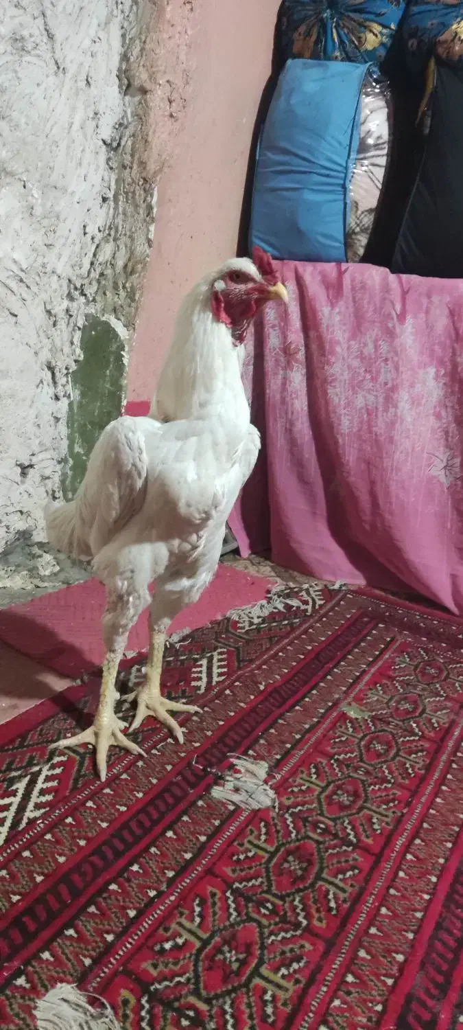 خروس لاری|حیوانات مزرعه|خان ببین, |دیوار