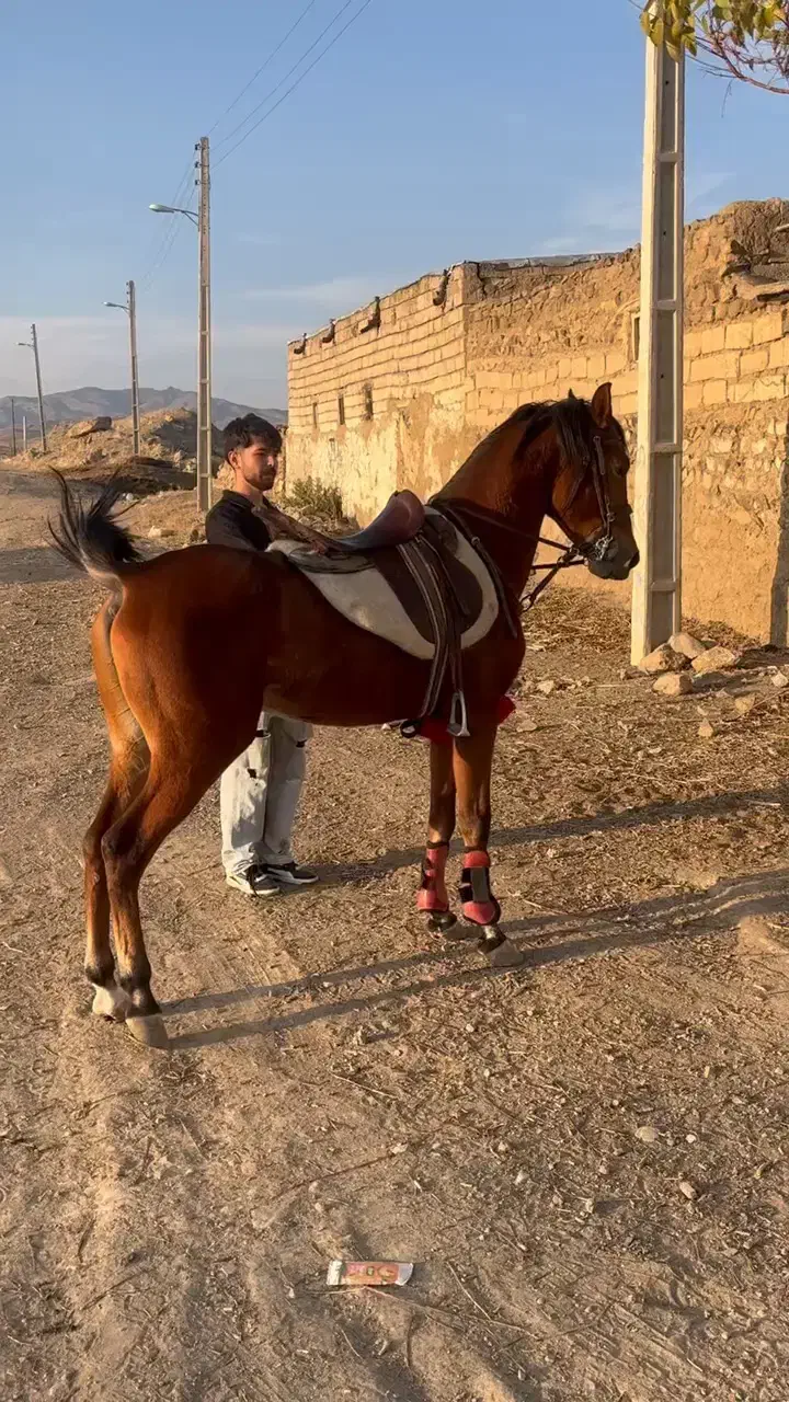 نریان کرد|اسب و تجهیزات اسب‌سواری|اردبیل, |دیوار