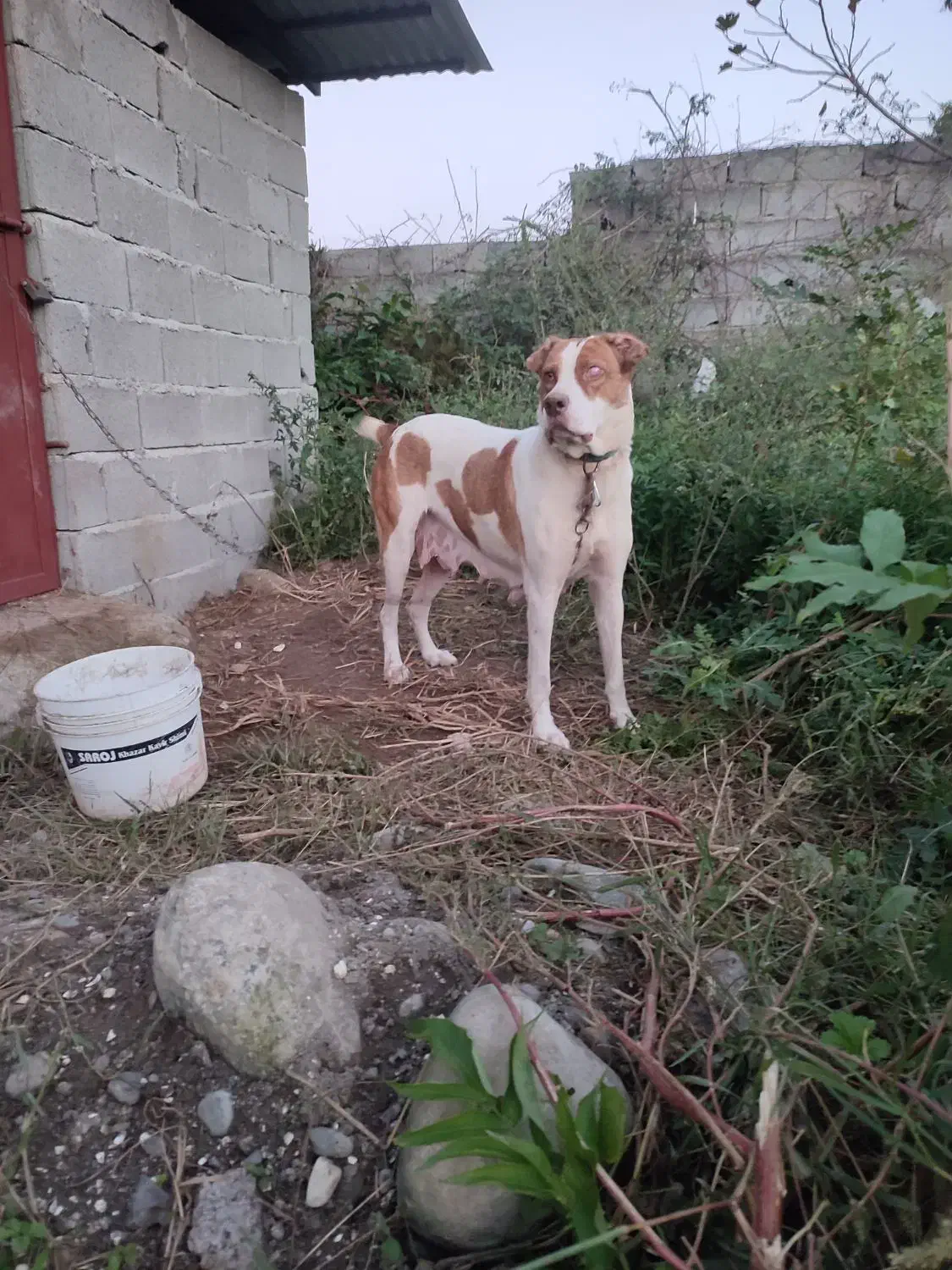 ماده سراب افغان اص|سگ|چابکسر, |دیوار