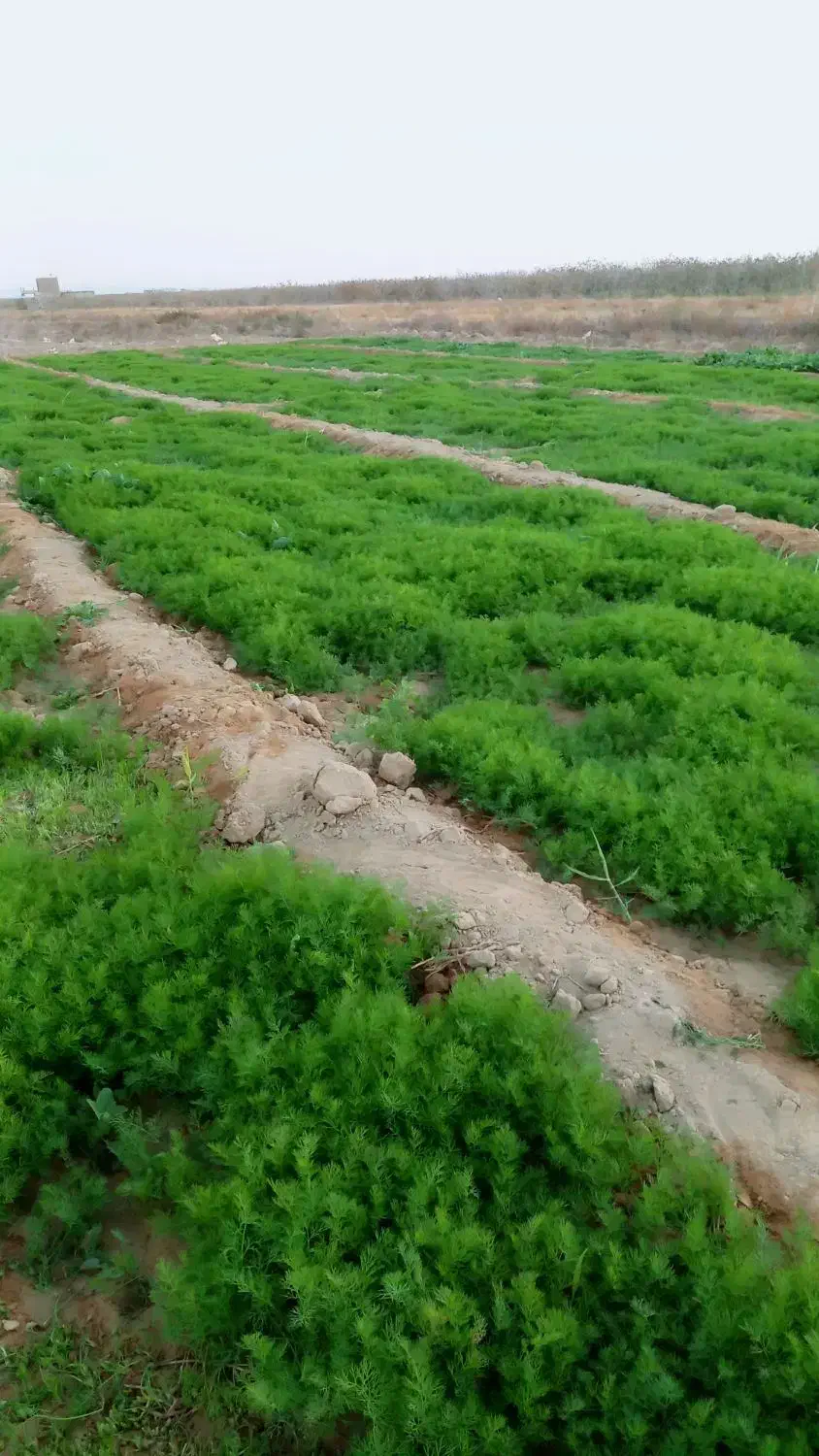 شوید و اسفناج|خوردنی و آشامیدنی|امیرآباد, |دیوار