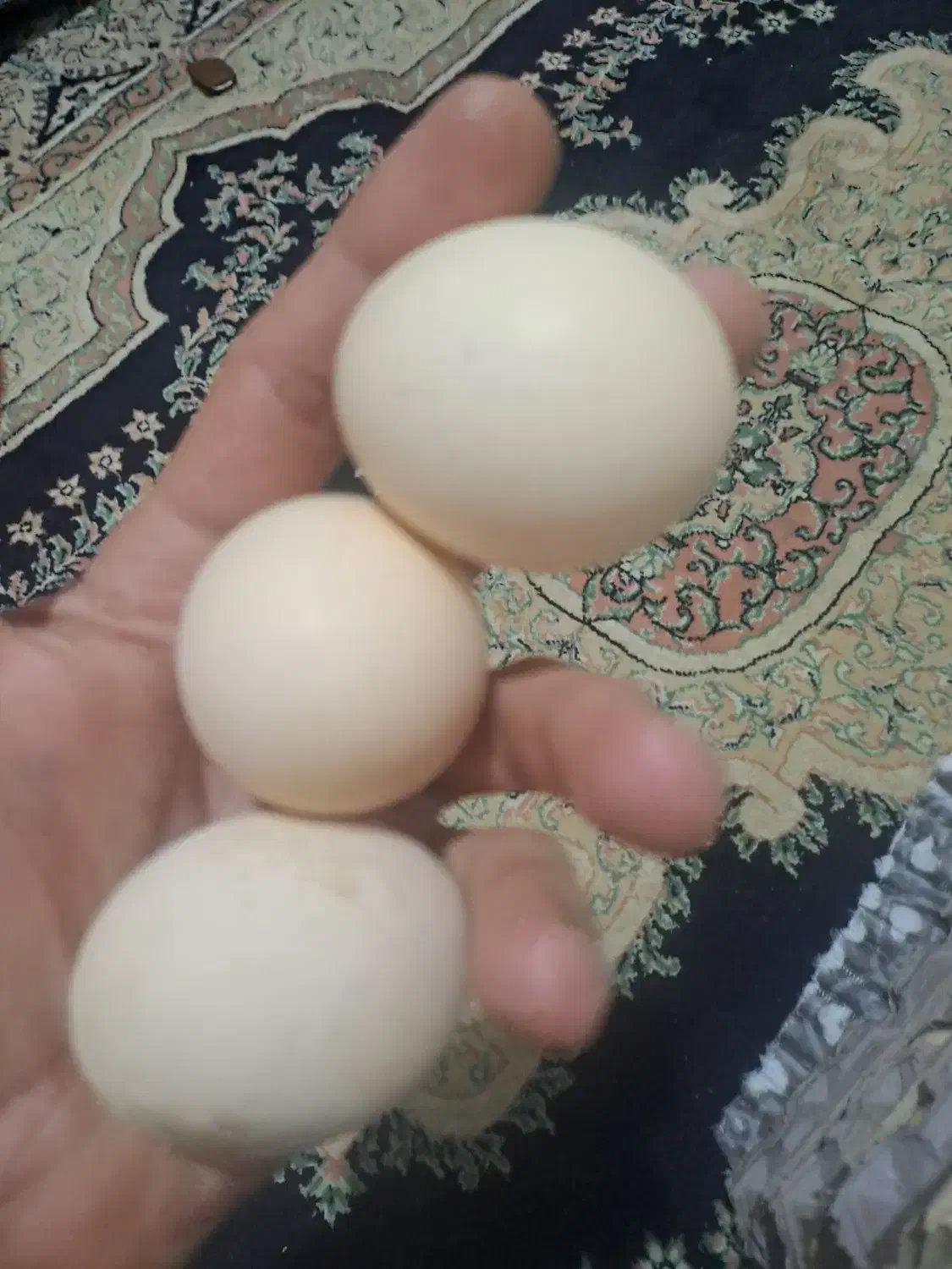 تخم مرغ محلی|خوردنی و آشامیدنی|ارومیه, |دیوار